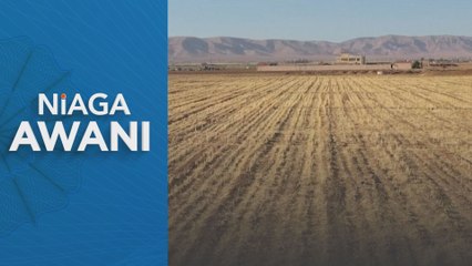 Kemarau jejaskan pengeluaran gandum di Syria
