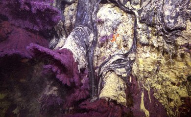 Asfalt yüküyle Çanakkale Boğazı'na gömüldü: 47 metre derinlikte muhteşem manzaralar