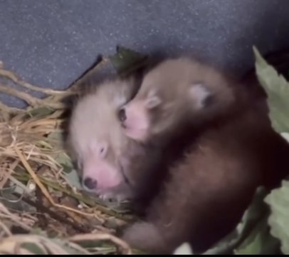 Anna Ryder Richardson welcomes rare red panda triplets born at Pembrokeshire Wildlife Park