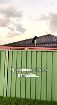 Dog Greets Woman Next Door by Jumping on Trampoline
