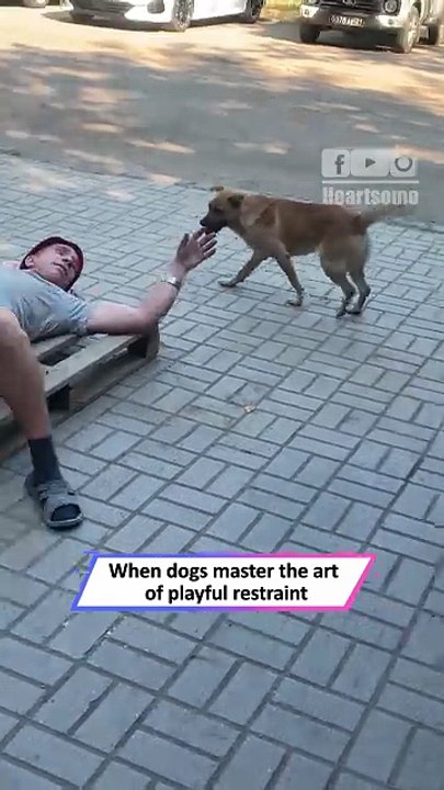 Gentle Dog Pretends to Bite But Never Hurts 😂 Playful Pup Moment|| Heartsome 💖