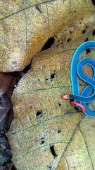 Malayan blue coral snake _Calliophis bivirgatus_