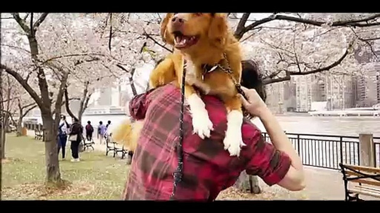 Good Boy - Trailer