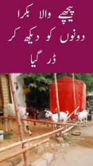 PICHY Wala BAKRA Dono ko Dekh Kar DAR Gaya😱