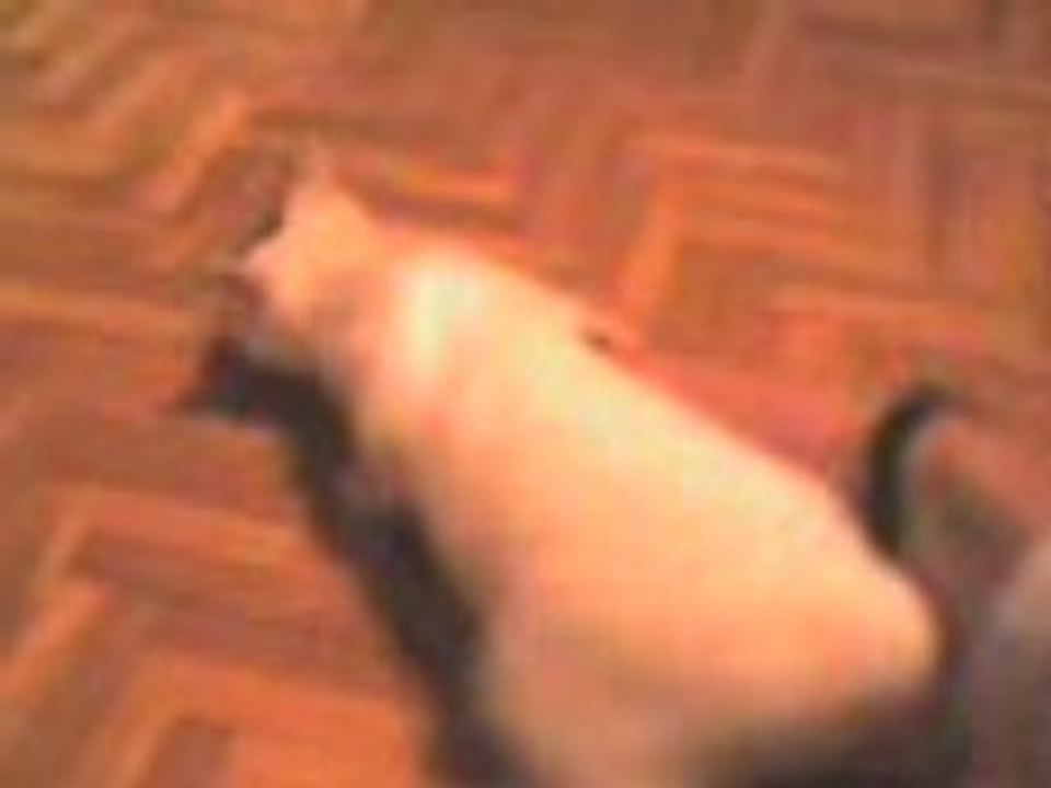 MOV00003