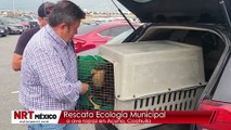 Rescata Ecología Municipal a ave rapaz