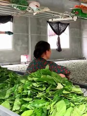 Traditional silk-making from silkworm cocoons!😮