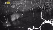 Watch This Amazing Video of a Baby Beaver Taking a Little Dip