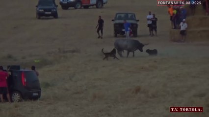 Acosado por dos perros y los vehículos, polémica por el "indignante" encierro en un pueblo de Guadalajara