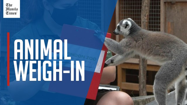 Animals' annual weigh-in takes place at London Zoo