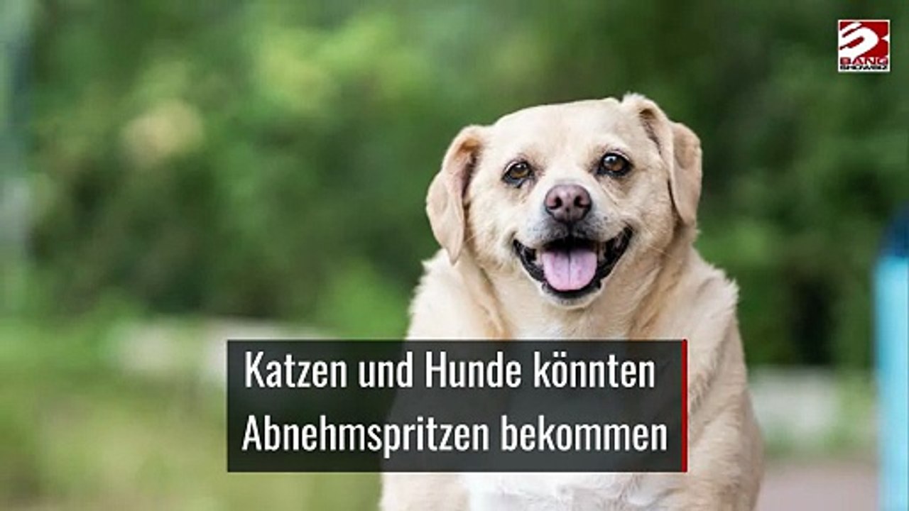 Katzen und Hunde könnten Abnehmspritzen bekommen