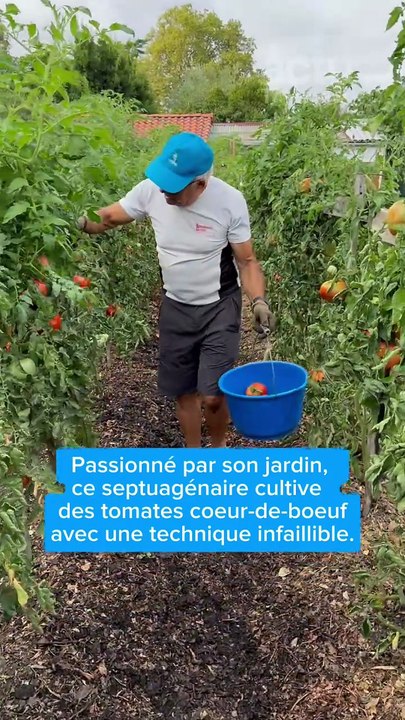Chez José, les tomates font plus de 1kg !