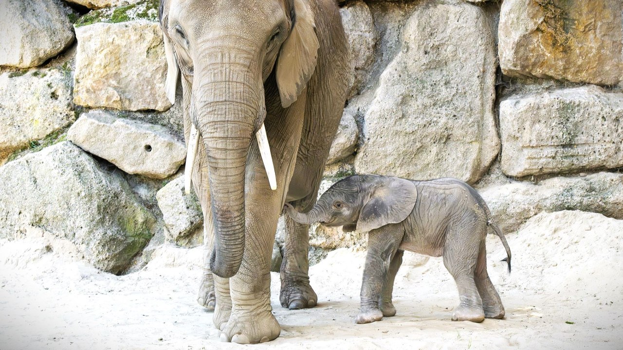 Elefantenkalb im Tiergarten Schönbrunn geboren