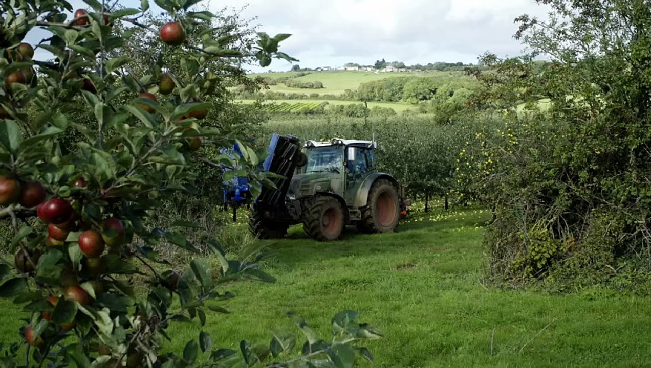 Apple collection Thatchers orchard Midsomer Norton and Radstock Journal August 20