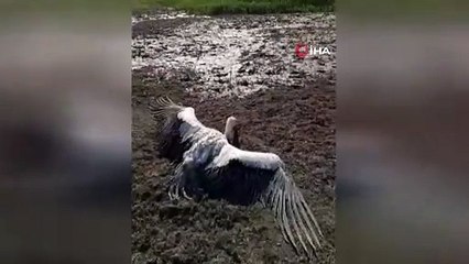 Balçığa saplanıp ayağı kırılan leyleği kurtarma seferberliği
