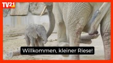 Willkommen, kleiner Riese! Elefantenkalb im Tiergarten Schönbrunn geboren
