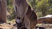 Kangaroos only in Australia 🇦🇺