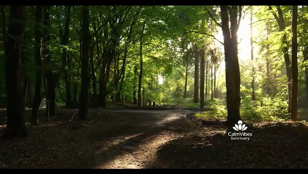 Morning Forest Birdsong for Relaxation & Focus | Peaceful Nature Ambience Sounds