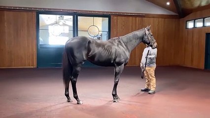 A Pretty Special Fastest Horse of the Week