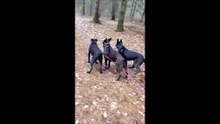 Un de ses chiens est vraiment un gros faineant