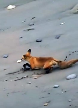 Fox Outsmarts Falcon 3 Times in a Row 🦊🦅 Incredible Survival Instincts!