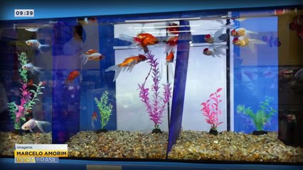 Cresce o mercado de pets exóticos no Brasil