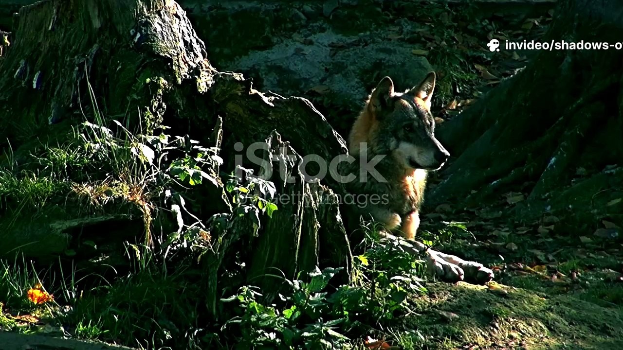 From Farm Boy to Wolf King: A Fantasy Short Film ( Rise of the Wolf)