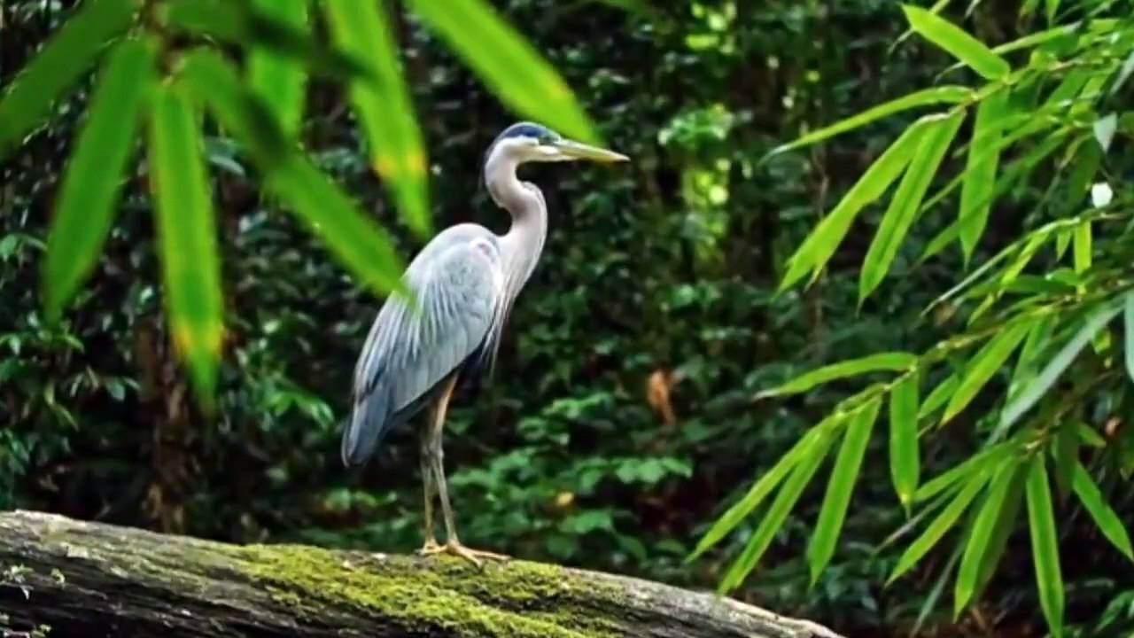 JUNGLE WILDLIFE