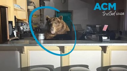What a scoop! Bear breaks into ice cream shop in California