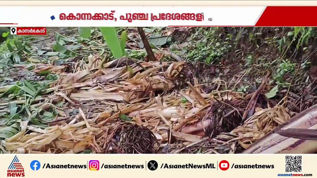 കാസർകോട് മലയോര മേഖലയിൽ കാട്ടാന ശല്യം രൂക്ഷം; കമുങ്ങുകളും വാഴകളും നശിപ്പിച്ചു