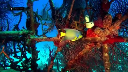 Bota Mahnitshëm e Oqeanit – Dokumentar Shqip