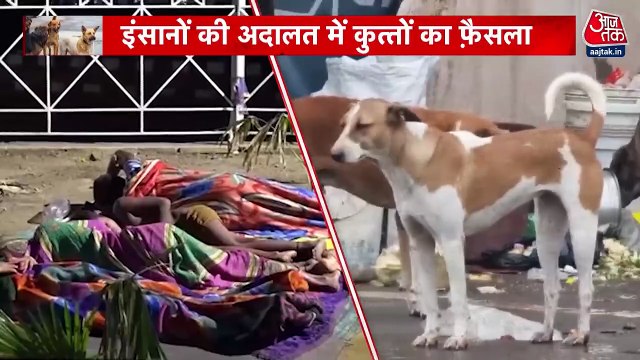 वारदात: आवारा कुत्तों पर सुप्रीम कोर्ट का फैसला, आखिर इन 8 लाख का नया ठिकाना कहां?