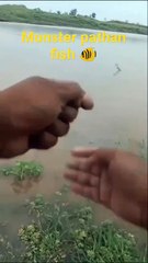 Monster pathan fish catched in river Ganga river720p