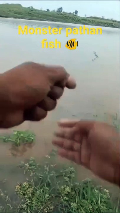 Monster pathan fish catched in river Ganga river720p