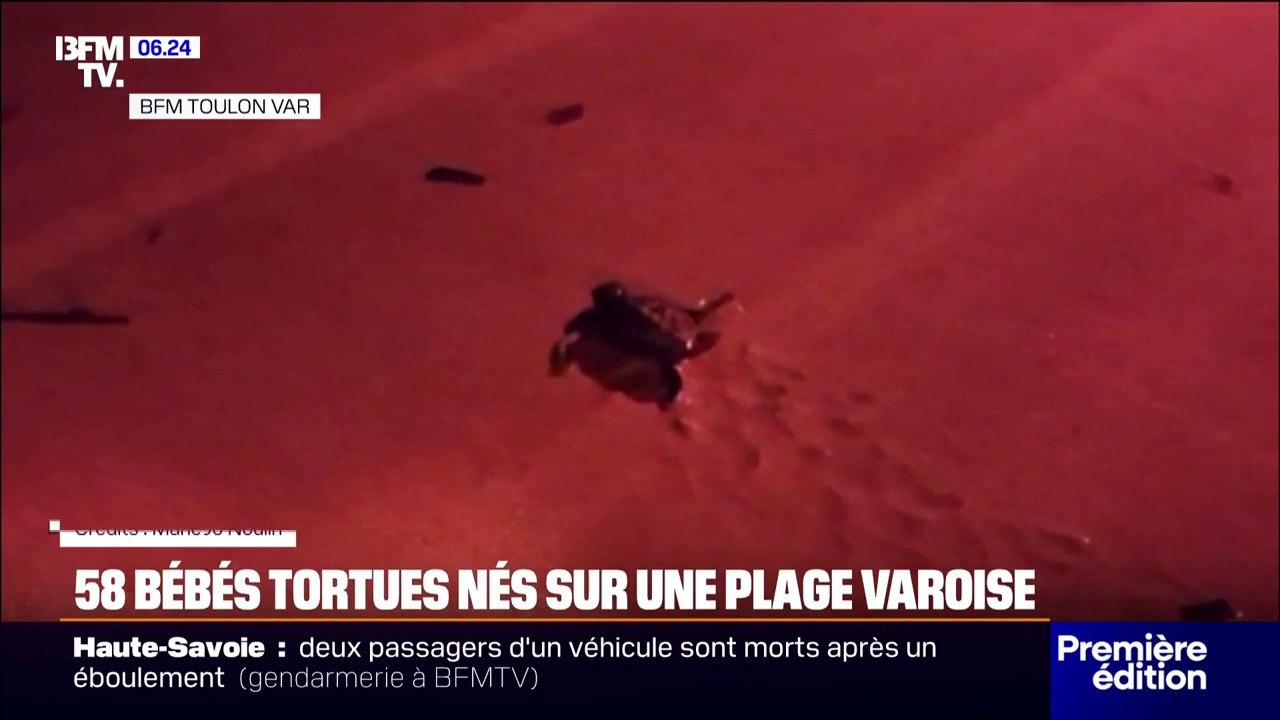 58 bébés tortues nés sur une plage varoise