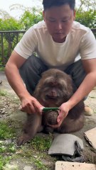 Feed Xingxing kiwi fruit and chrysanthemum.#monkey #monkey #xingxing ...