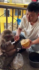 Feed Xingxing some coconut flesh. #monkey #monkey #xingxing #cute #lo..
