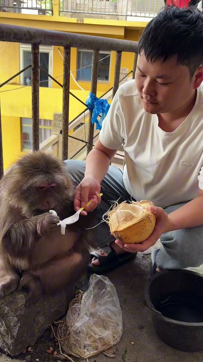 Feed Xingxing some coconut flesh. #monkey #monkey #xingxing #cute #lo..