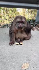 Give the monkey Xingxing a piece of bread. #monkey #monkey #xingxing ...