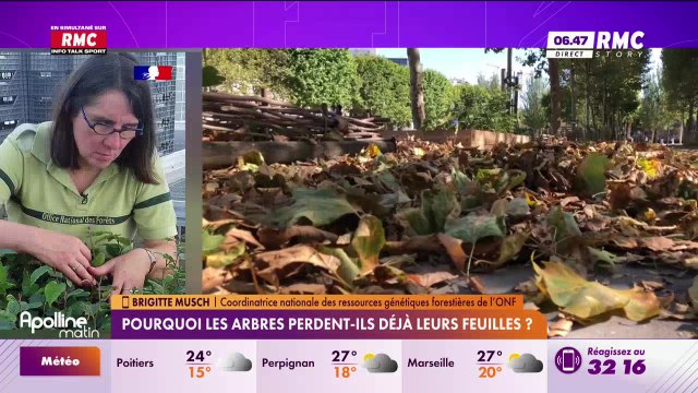 3 questions pour comprendre : Pourquoi les arbres perdent-ils déjà leurs feuilles ? - 21/08