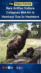 Rare Griffon Vulture Collapses Mid-Air in Hamirpur Due to Heatwave