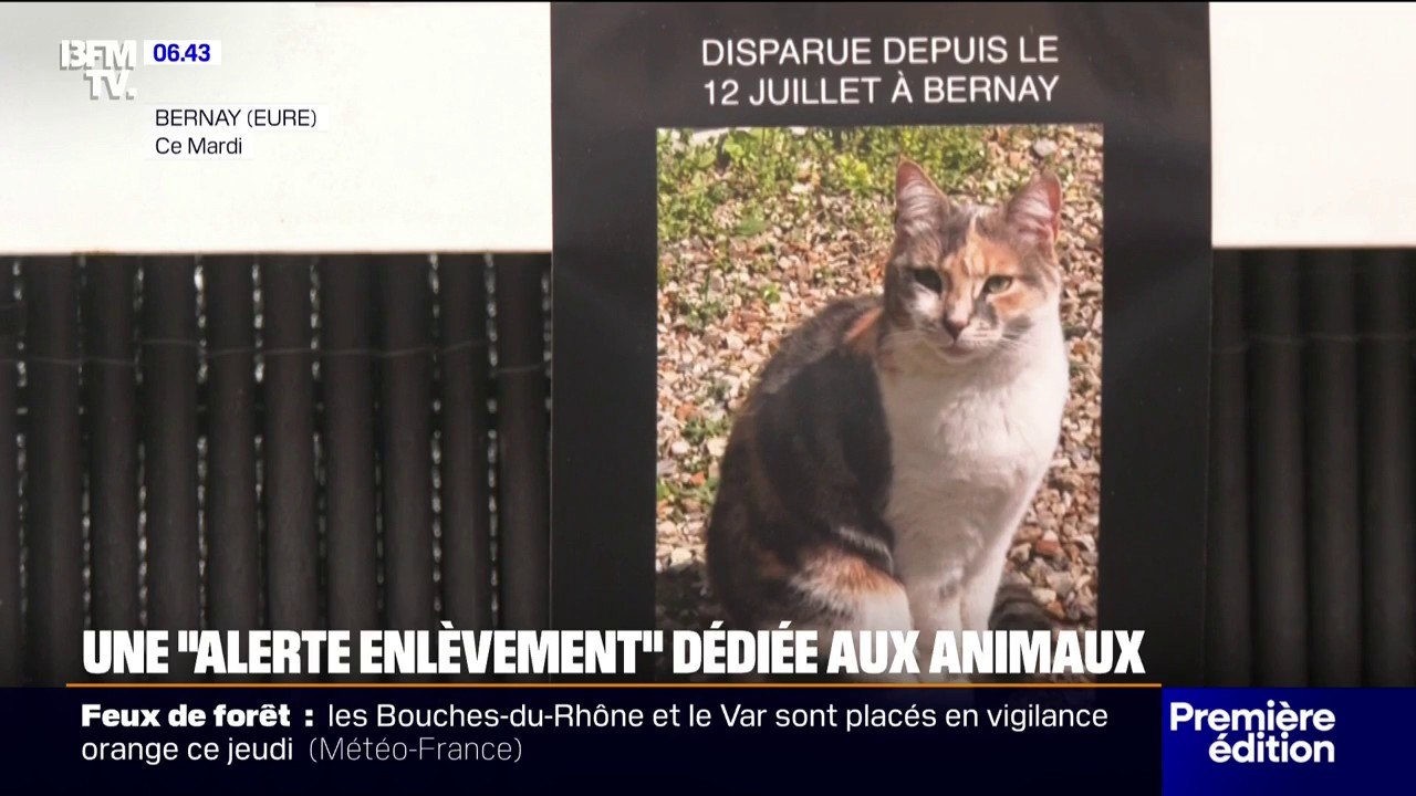 "Ce sont les premières heures qui comptent": il crée un site internet pour aider les propriétaires ayant perdu leur animal