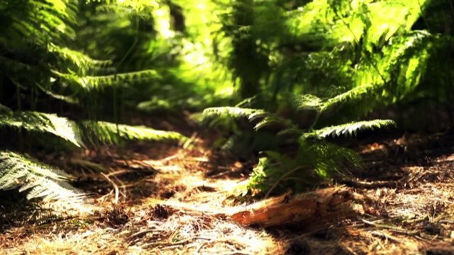 Australian-first psychedelic-assisted therapy trial for terminally ill patients shows improved quality of life