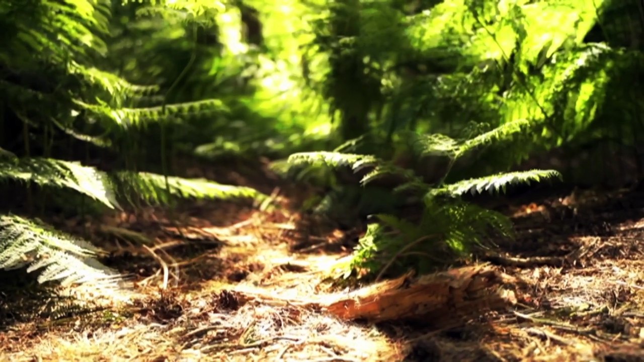 Australian-first psychedelic-assisted therapy trial for terminally ill patients shows improved quality of life