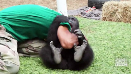 Yavru goril zeytin ülkesine dönüyor