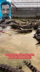 Man Stuns Crocodile Instantly with a Stick at Crocodile Farm