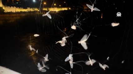 Ardahan'da avlanan bir örümcek görüntülendi