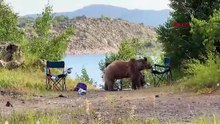 Bozayı ailesinin Nemrut Krater Gölü’ndeki göl keyfi kamerada