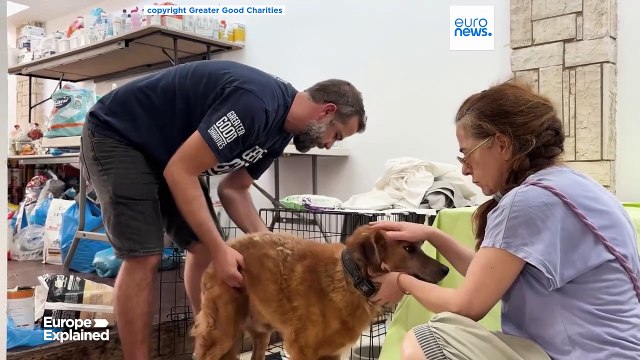 Fires in Greece: helping the animals