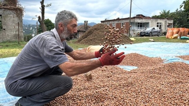 Hasat sonrası kurutma mesaisi başladı: Kilosu 200 liradan satılıyor